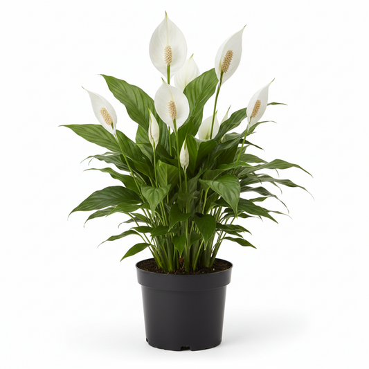 Spath Peace Lily
