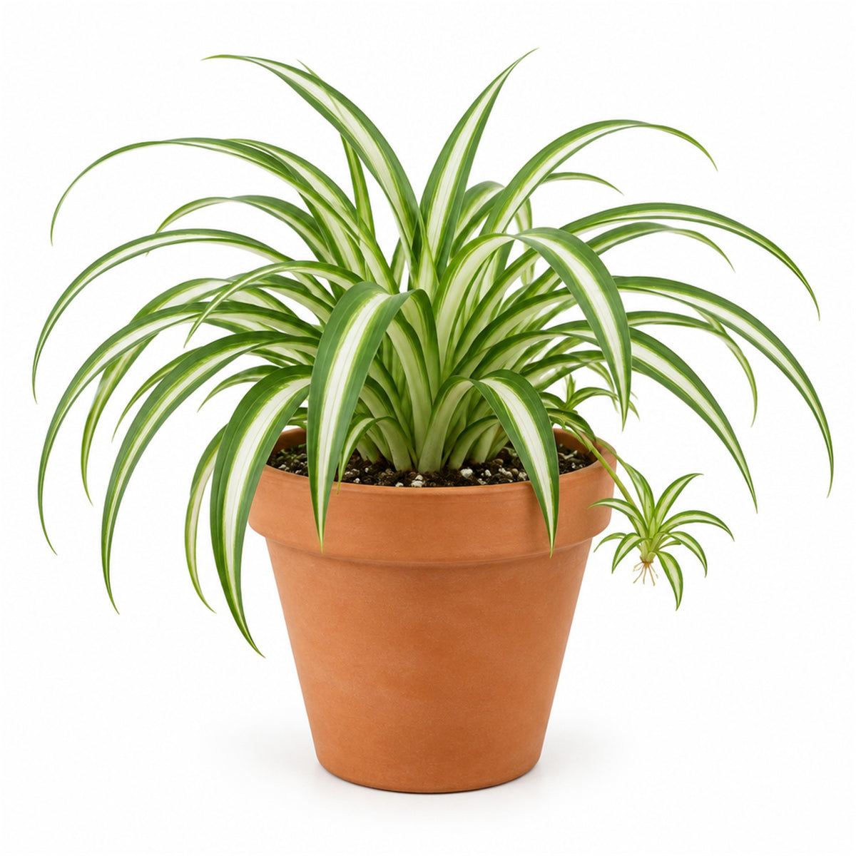 Spider plant in a terracotta pot