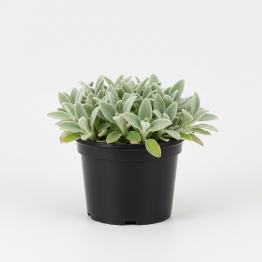 Stachys (Lambs Ear) 2 gal