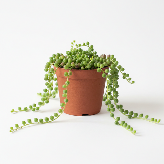 String of Pearls 4"