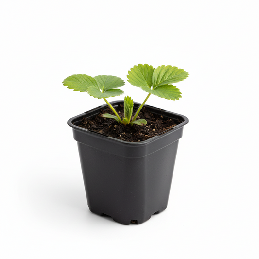 Strawberry 4.5 in