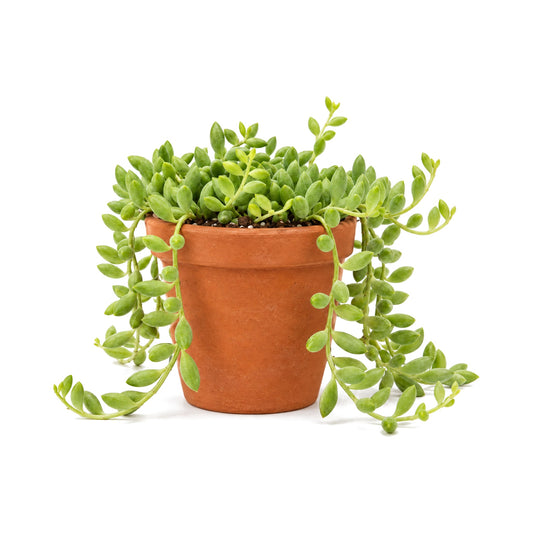 String of Bananas trailing succulent in a terracotta pot