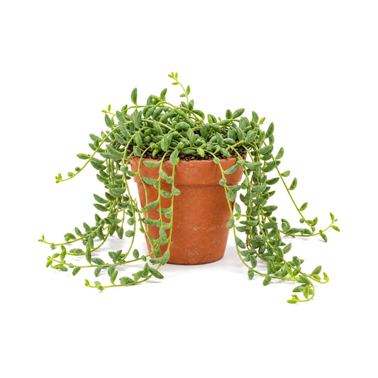 String of Dolphins trailing succulent in a terracotta pot