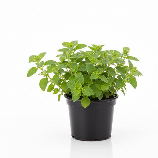 Sweet Marjoram 4-5"
