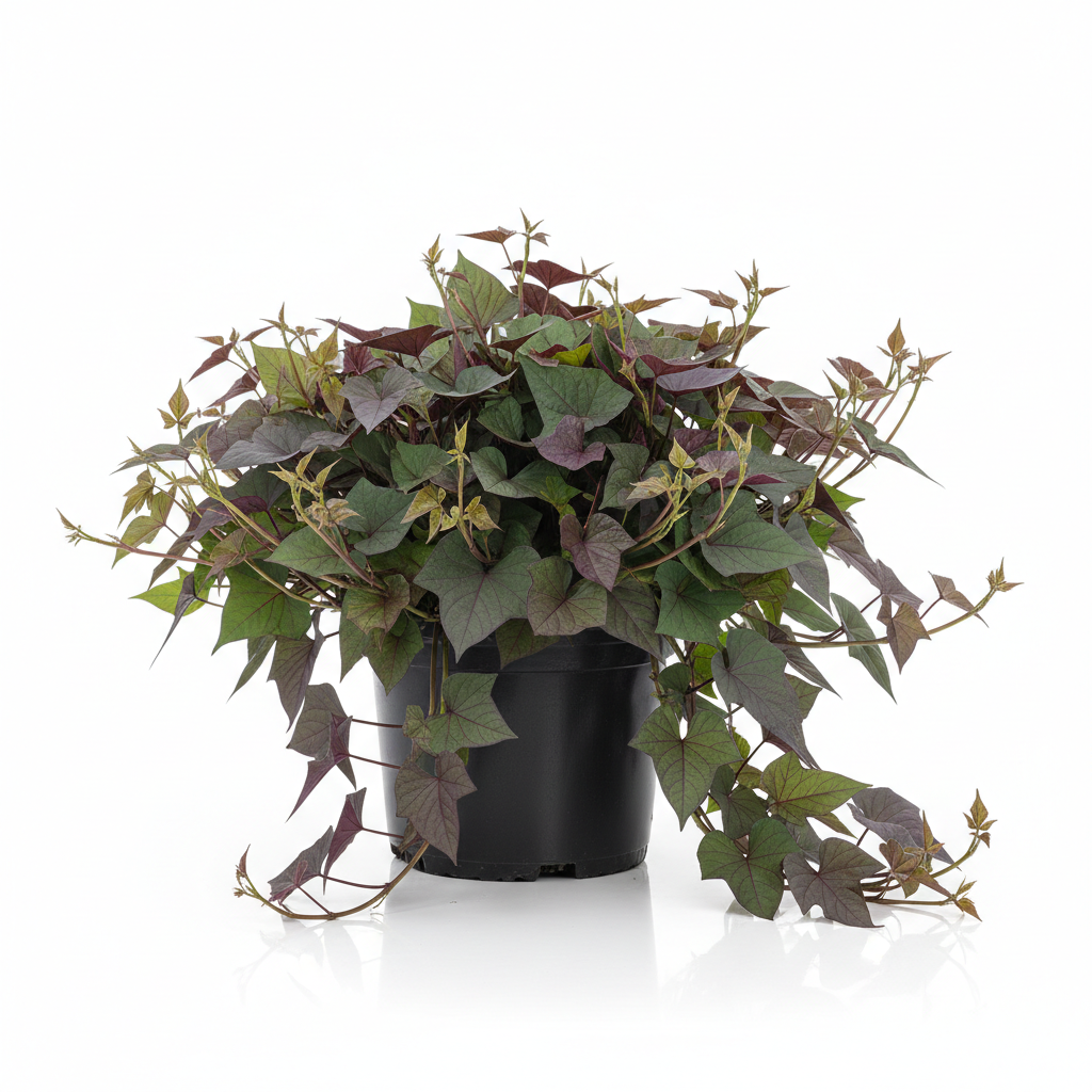 Sweet Potato Vines 4.5