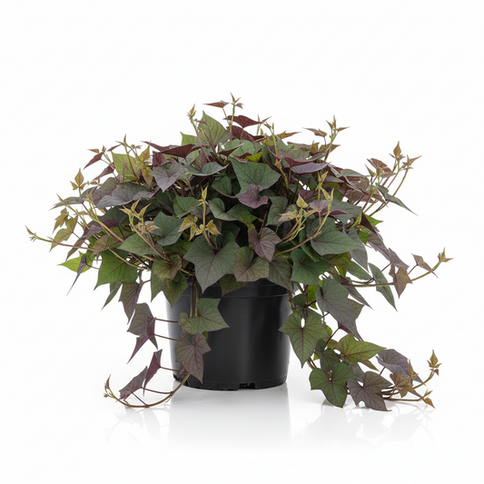 Sweet Potato Vines 4.5