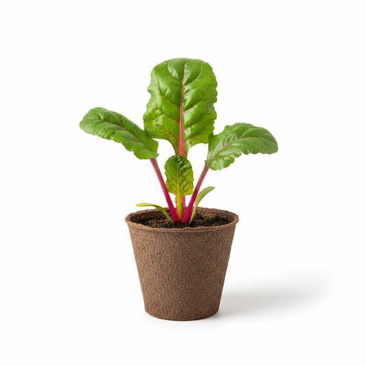 Swiss Chard