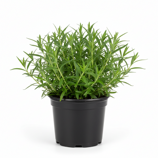 Tarragon French 4in