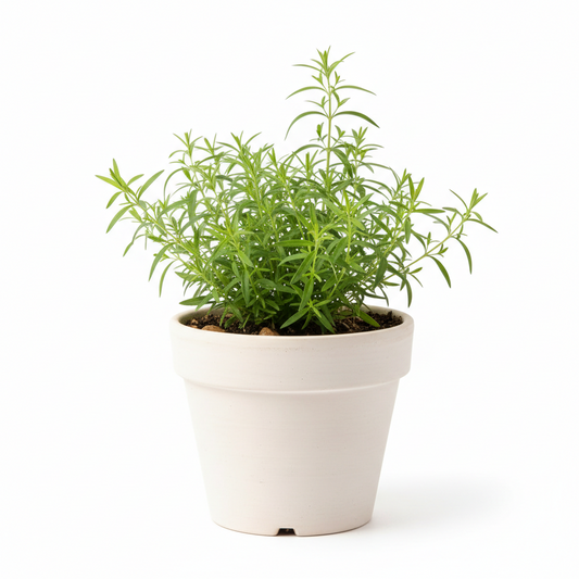 Tarragon