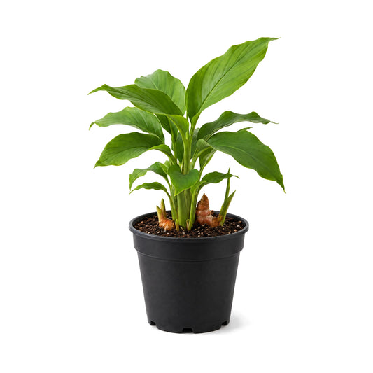 Turmeric plant in a black grower's pot