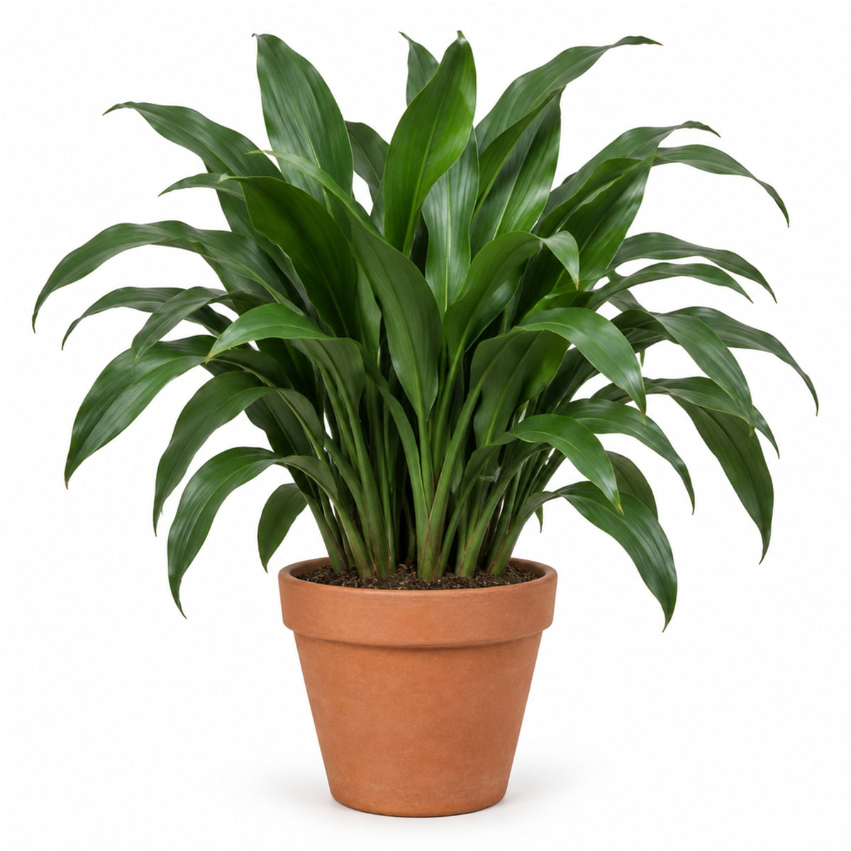 Large cast iron plant in a 10 inch terracotta pot