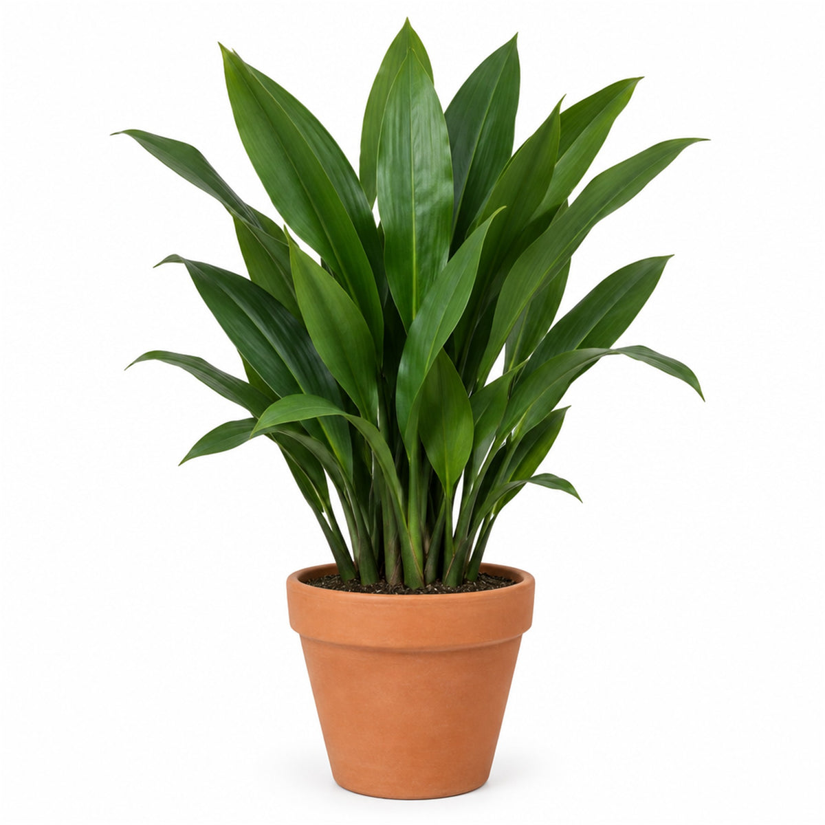 Cast iron plant in a 6 inch terracotta pot
