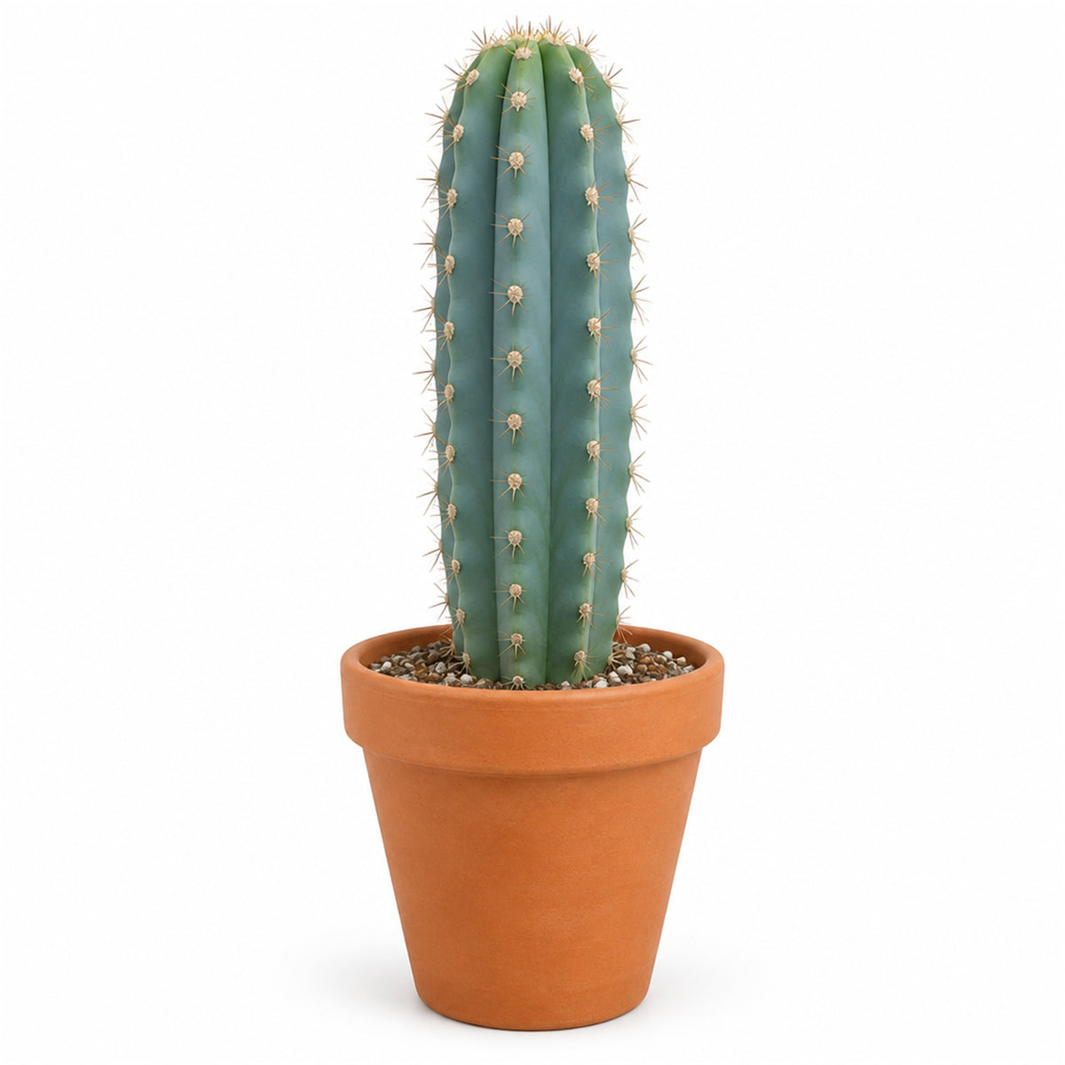 Cereus peruvianus cactus in a terracotta pot