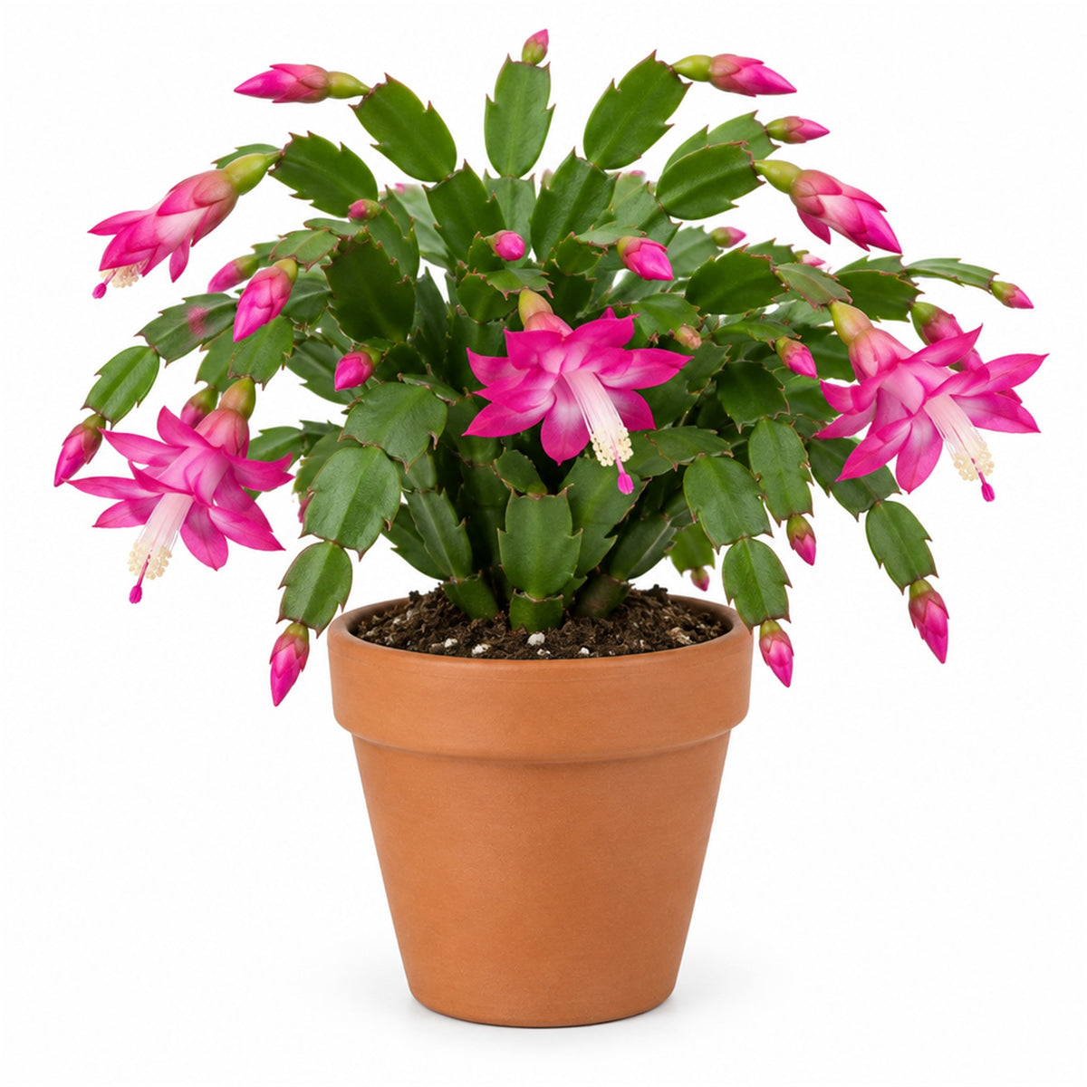 Christmas cactus in a 4 inch terracotta pot