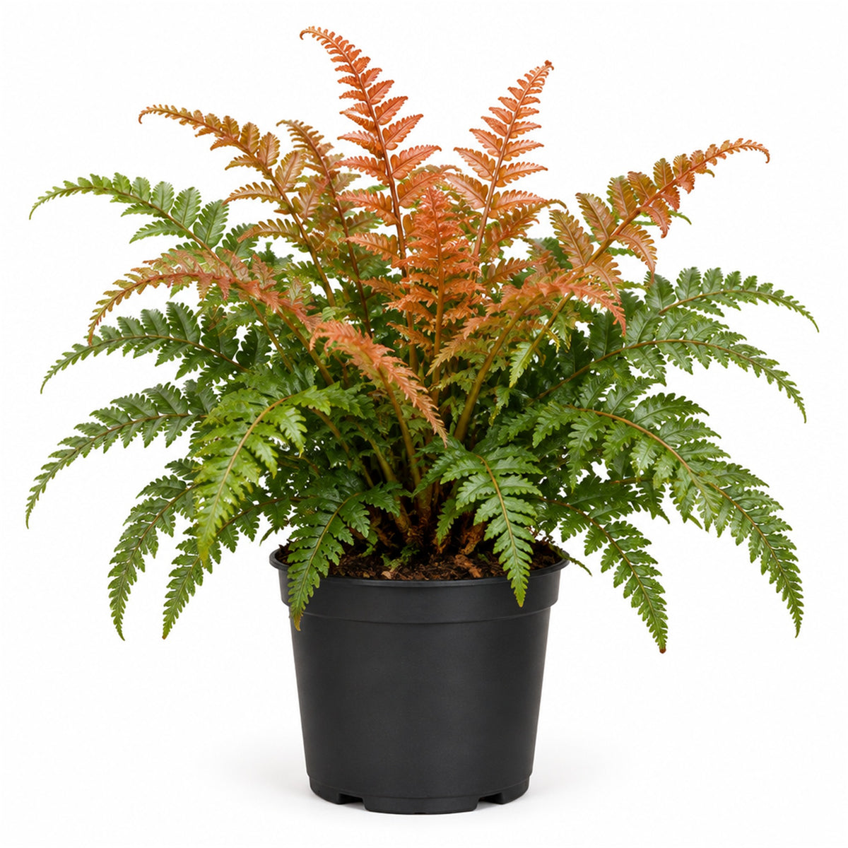 Autumn fern in a black grower's pot