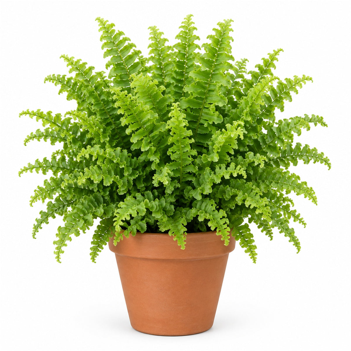 Fluffy Ruffles fern in a terracotta pot