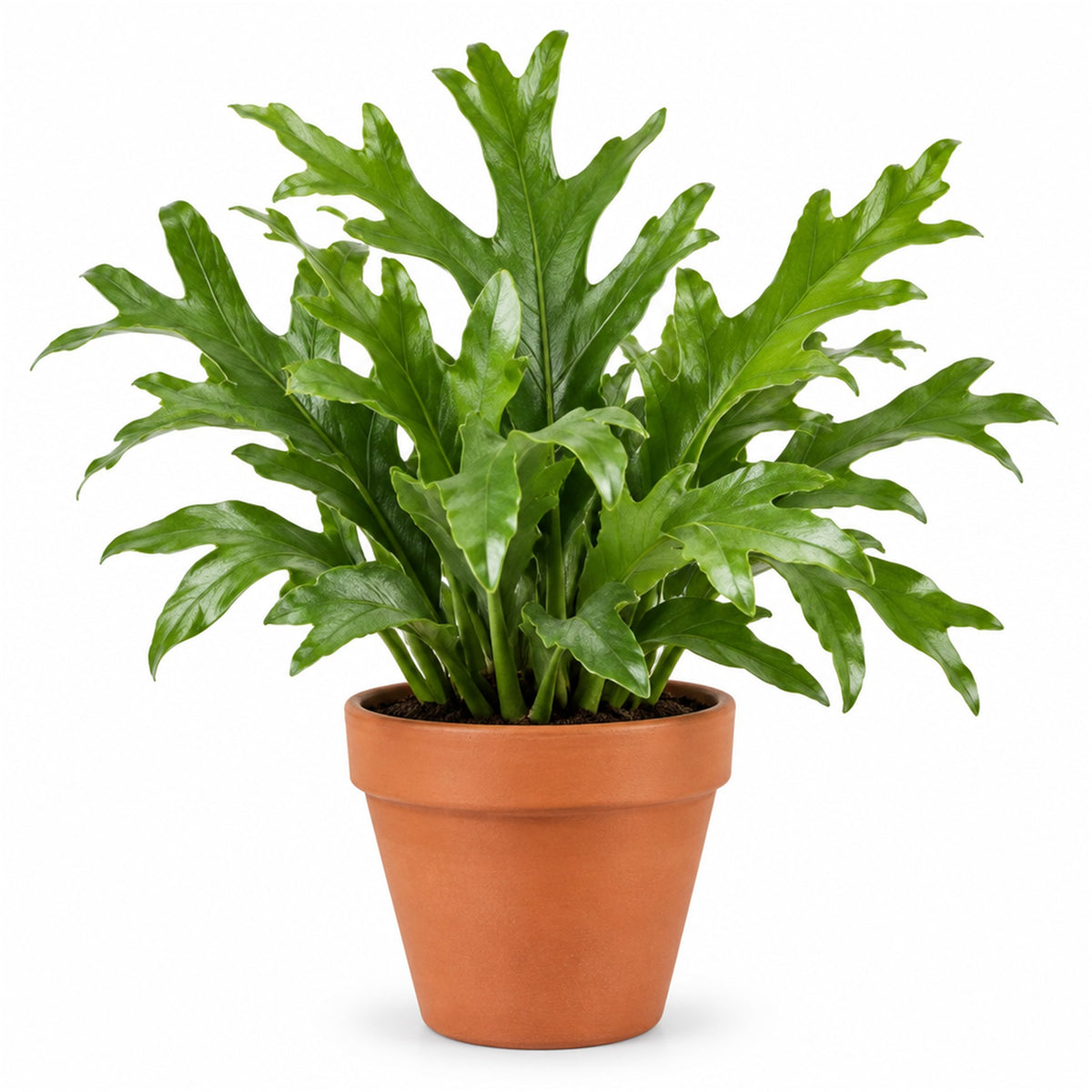 Kangaroo fern in a terracotta pot