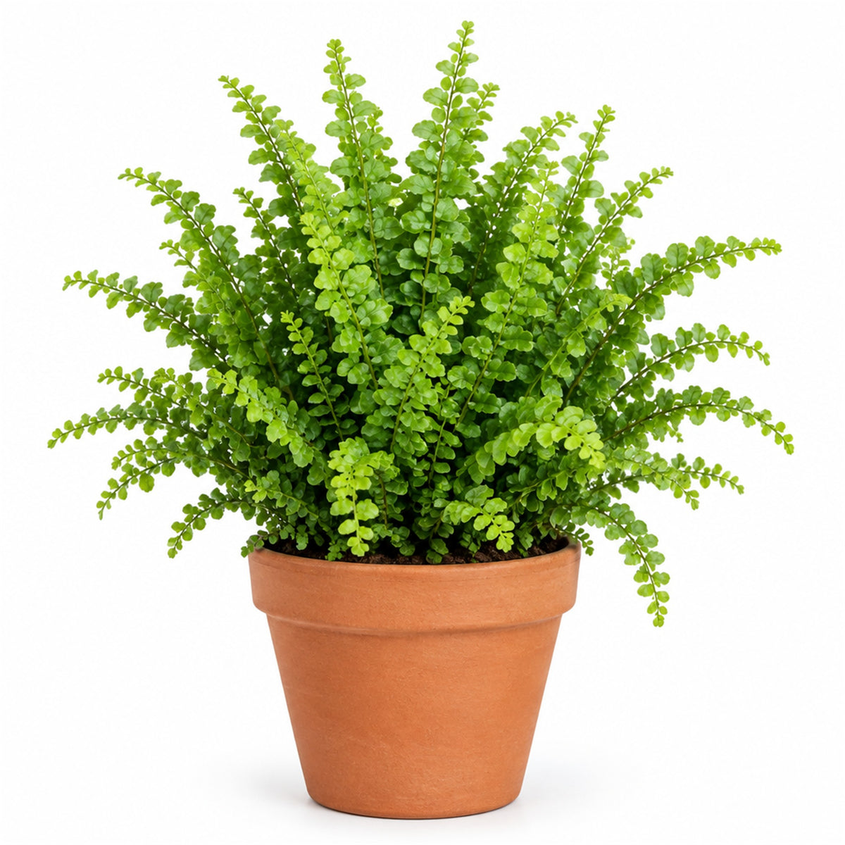 Lemon button fern in a terracotta pot