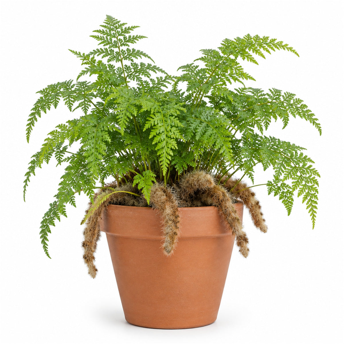 Rabbit's foot fern in a terracotta pot