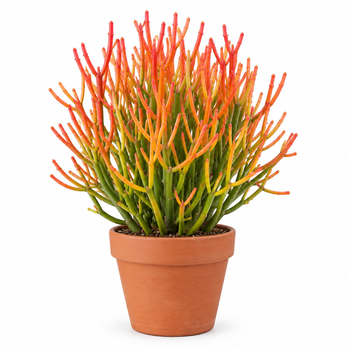 Firestick plant in a terracotta pot