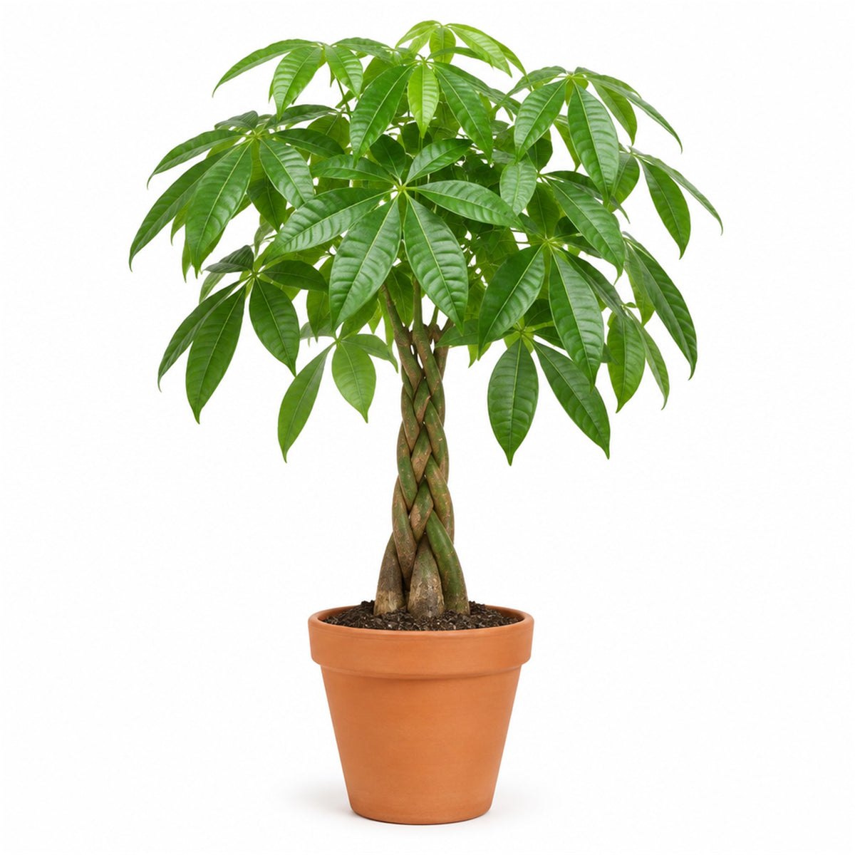 Braided money tree in an 8 inch terracotta pot
