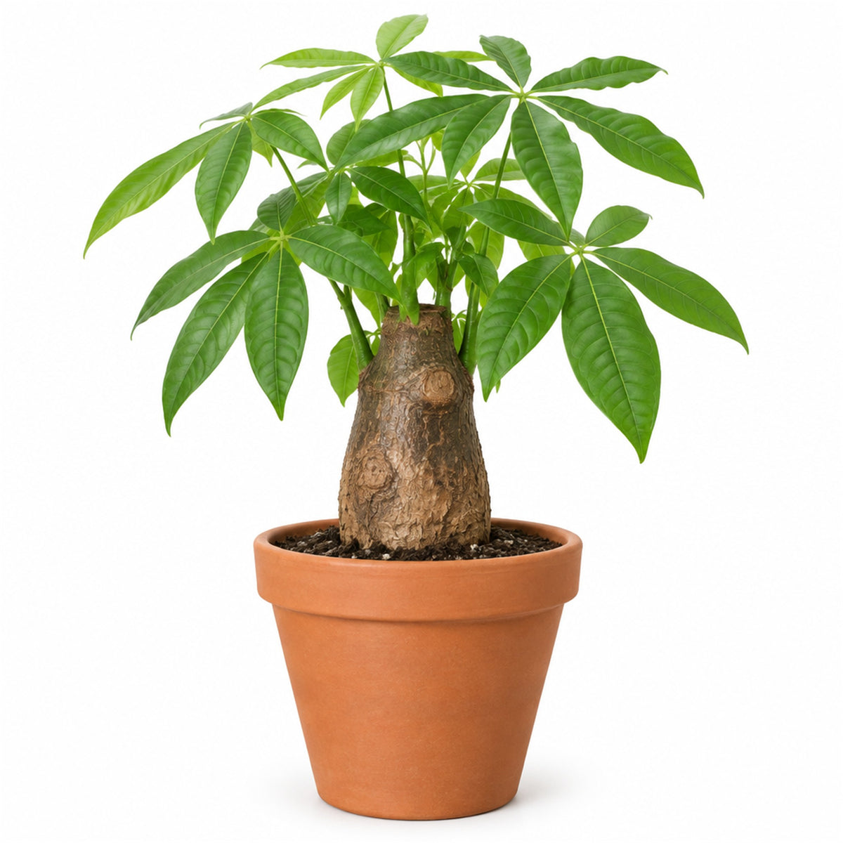 Money tree stump in an 8 inch terracotta pot