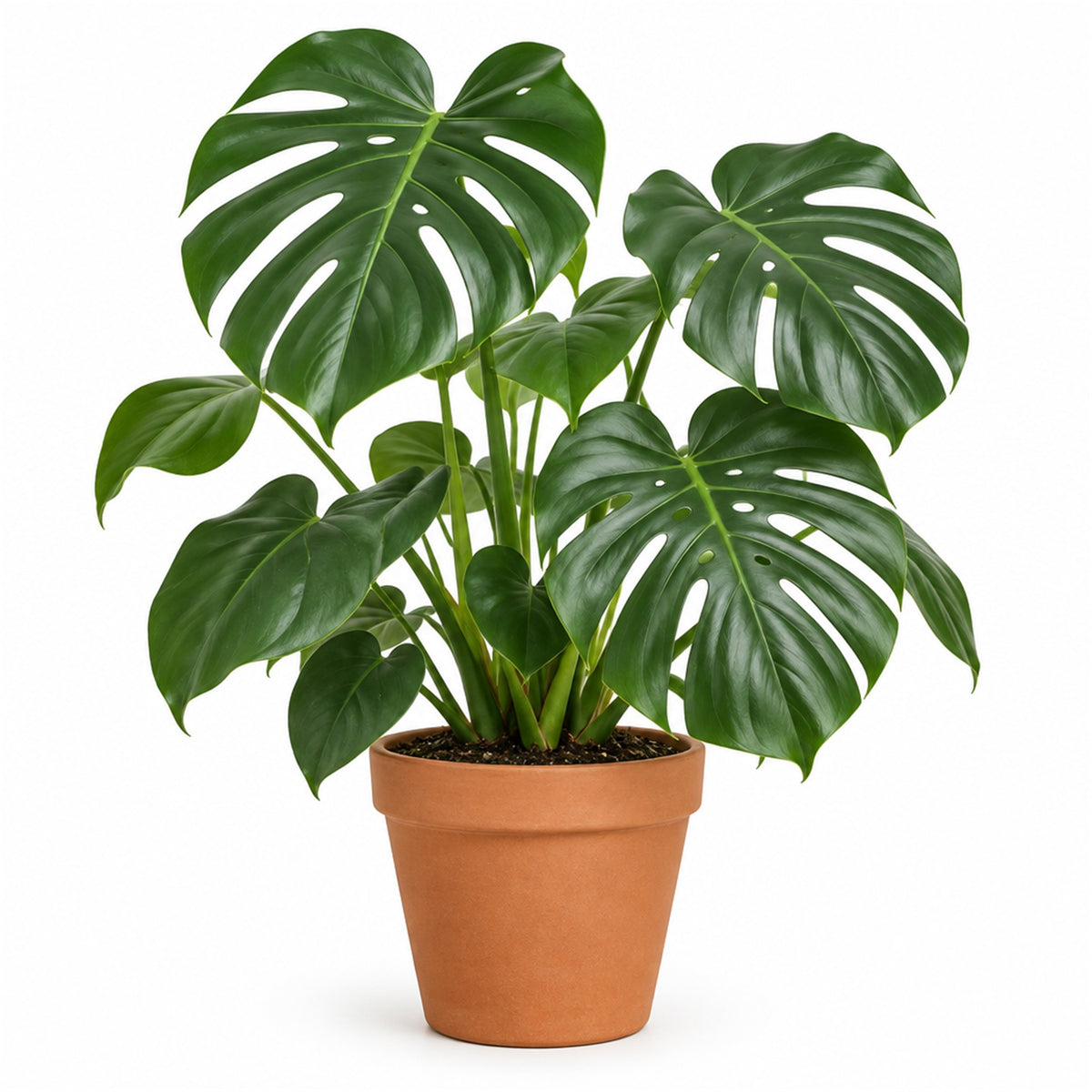 Monstera deliciosa in an 8 inch terracotta pot