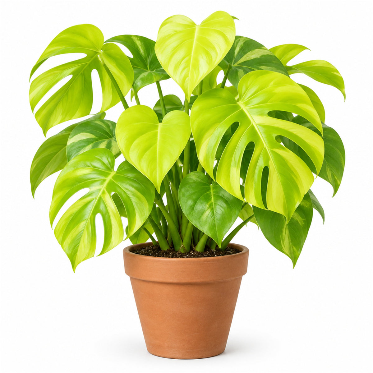 Lemon Lime monstera in a terracotta pot