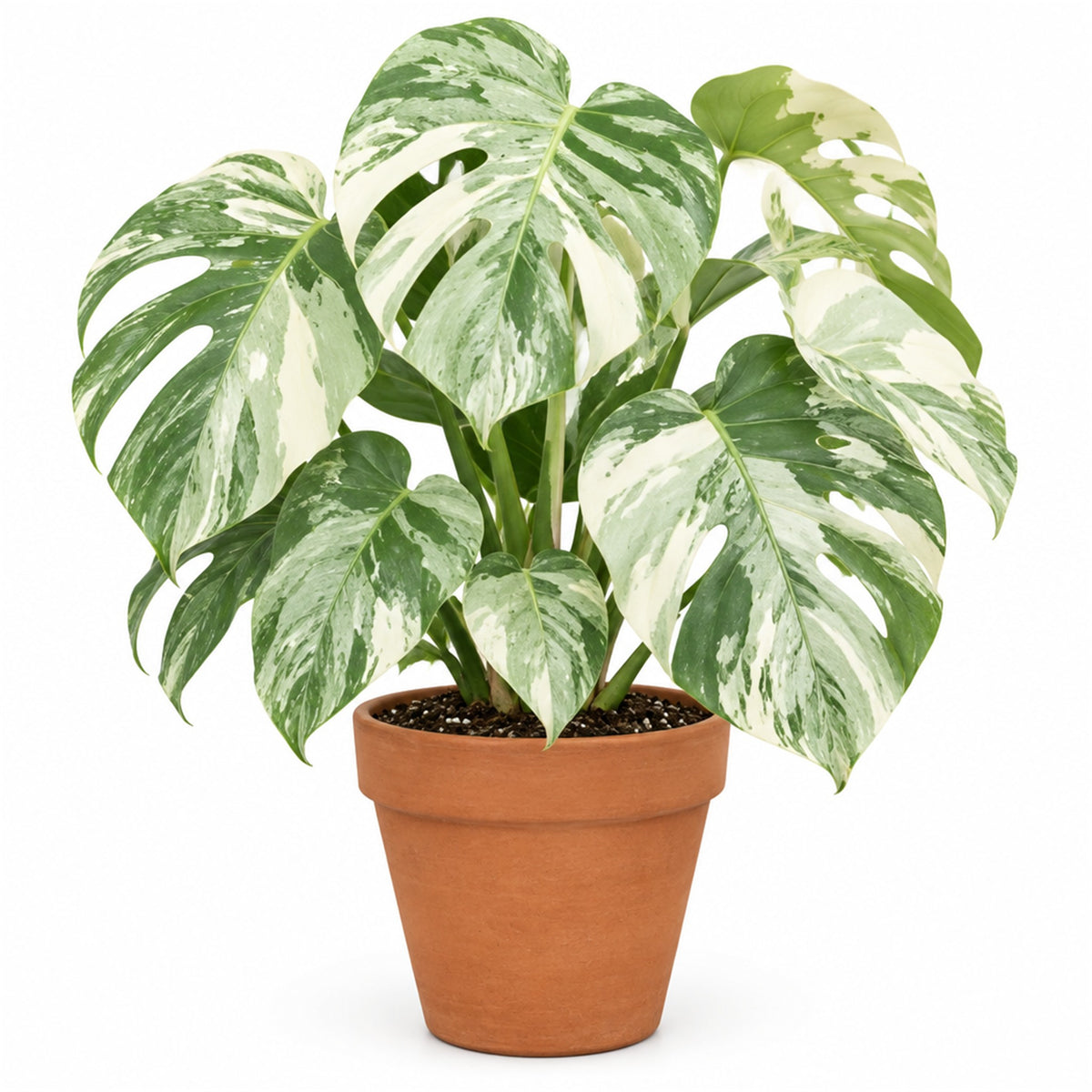 Mint monstera in a terracotta pot