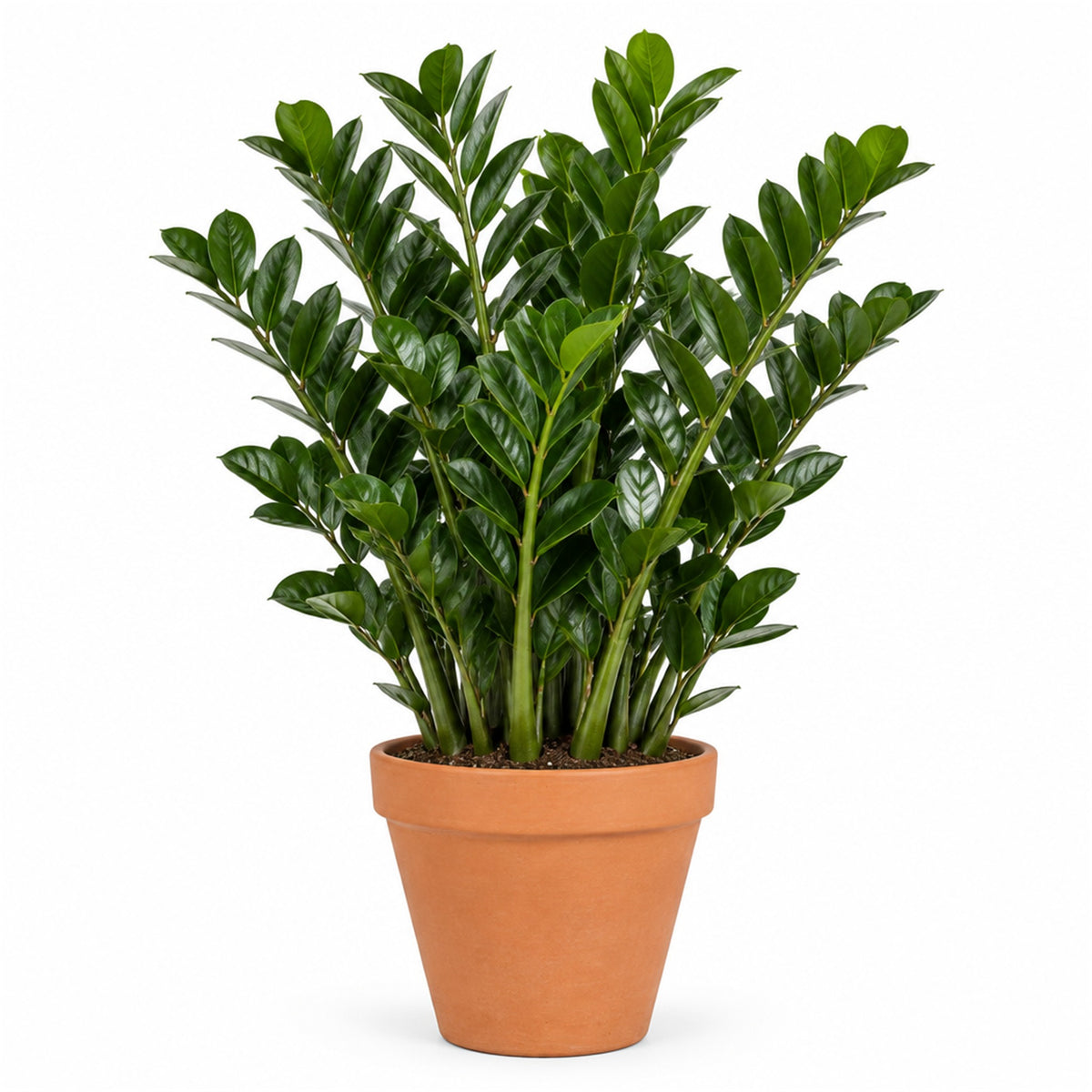 Large ZZ plant in a 10 inch terracotta pot
