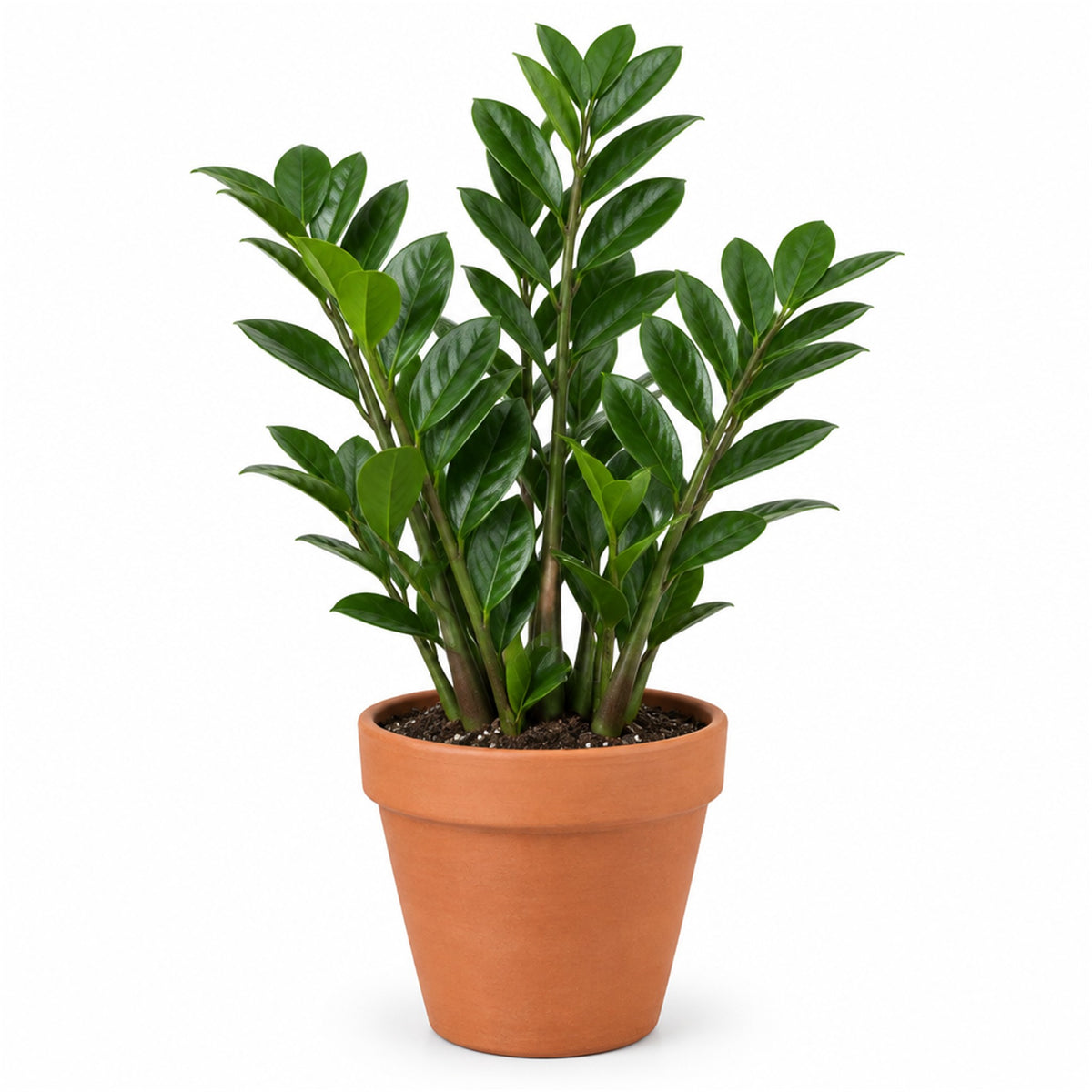 ZZ plant in a 6 inch terracotta pot