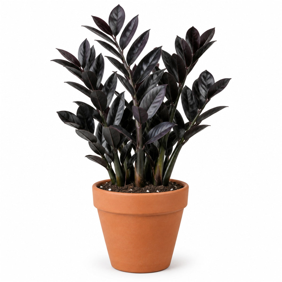 ZZ Raven in a terracotta pot