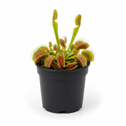Venus Fly Trap 3in