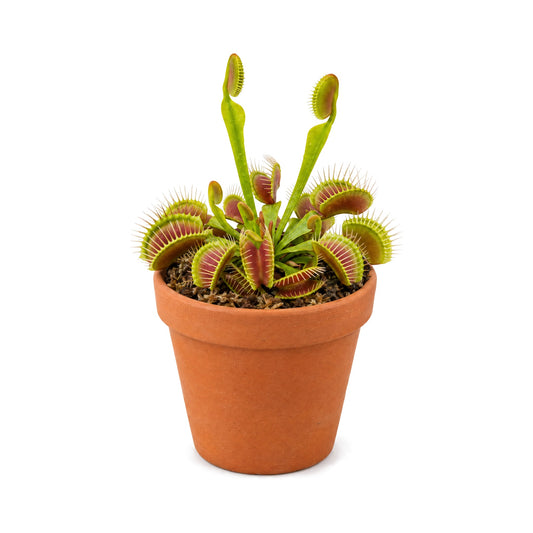 Venus fly trap in a terracotta pot