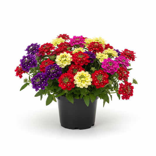 Verbena