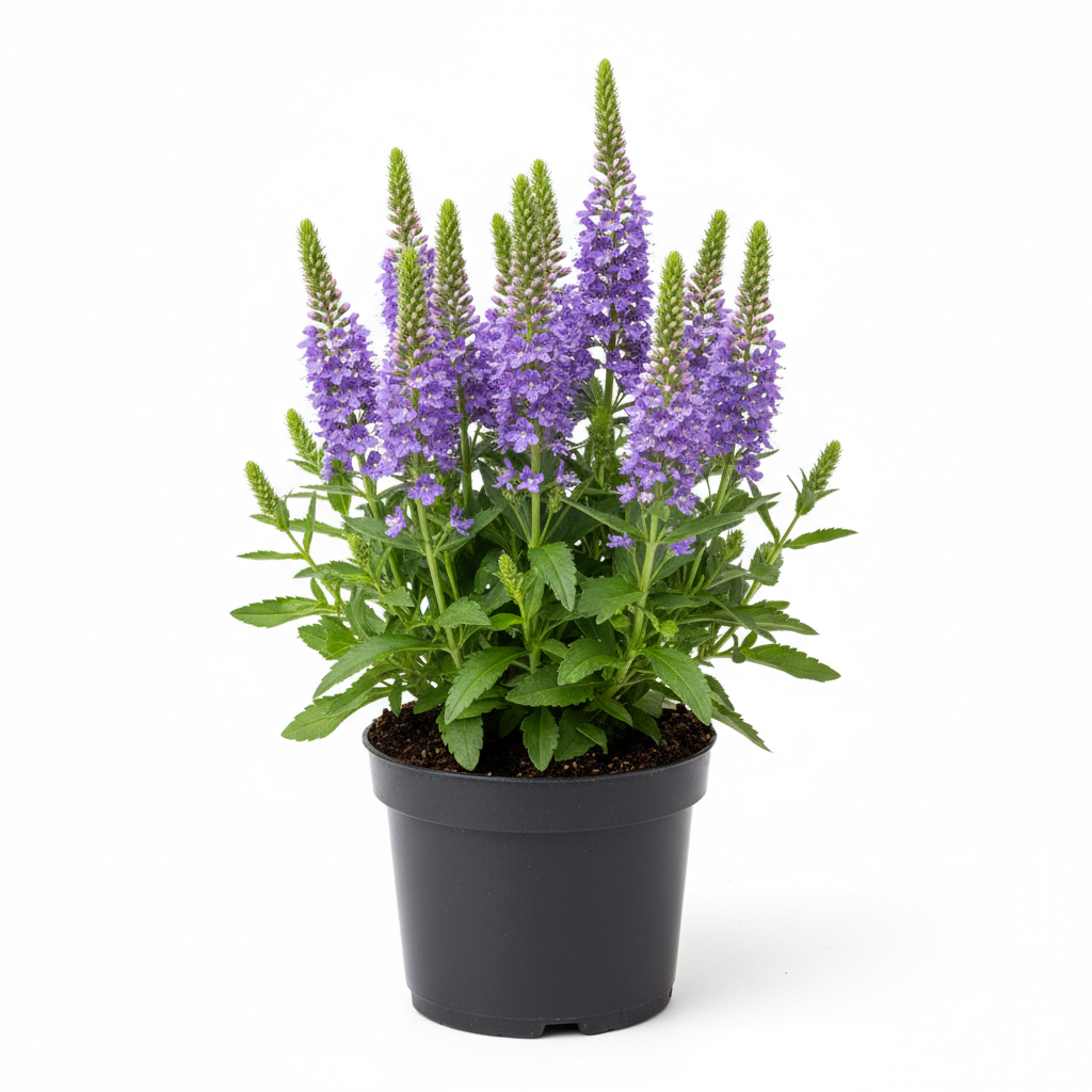 Veronica 1qt