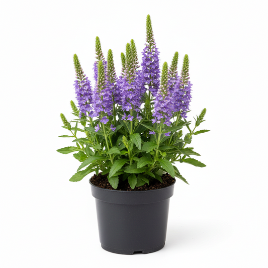 Veronica 1qt