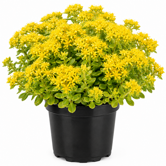 Sedum - Yellow Bouquet 4"