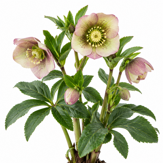 Hellebore plant